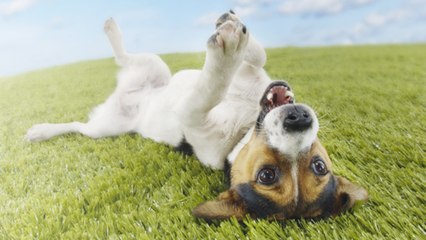 Jouer avec son chien