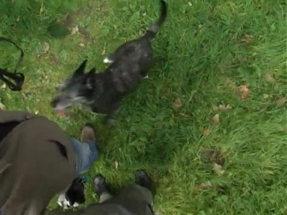 Eduquer son chien