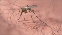 Mosquito bite: Here’s how the insects choose their prey (1)