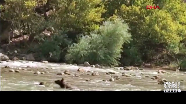 Suya kapılan ayıyı rafting ekibi kurtardı