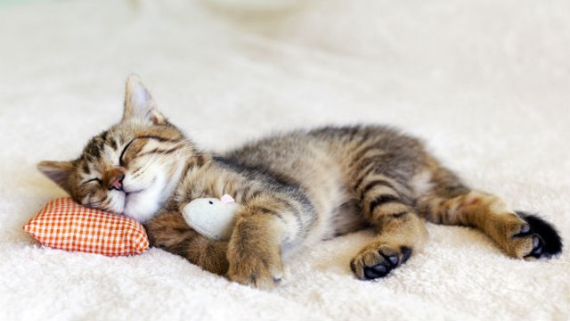 Astro-chat : découvrez sa personnalité !