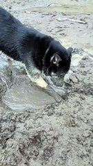 Doggy Dives Face First into Mud Puddle