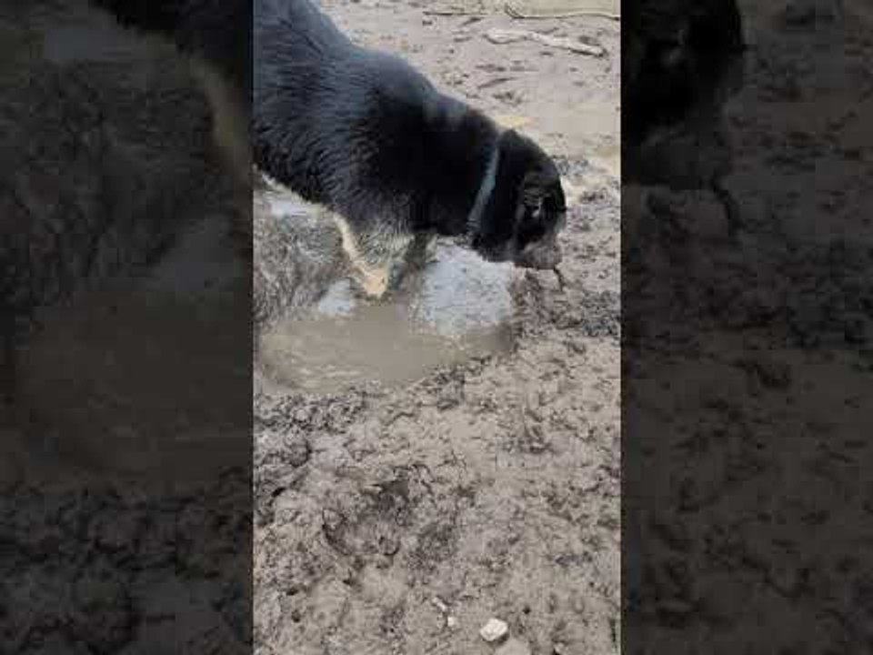 Doggy Dives Face First into Mud Puddle