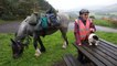 80-year-old woman sets off on yearly 600-mile pony trek – with her disabled dog along for the ride