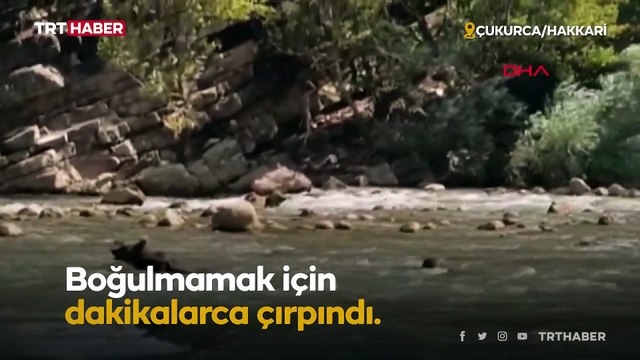 Sürüklenen ayıyı rafting ekibi kurtardı