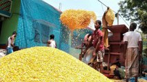 Modi Govt announces MSP of six Rabi crops
