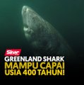 Greenland Shark mampu capai usia 400 tahun!