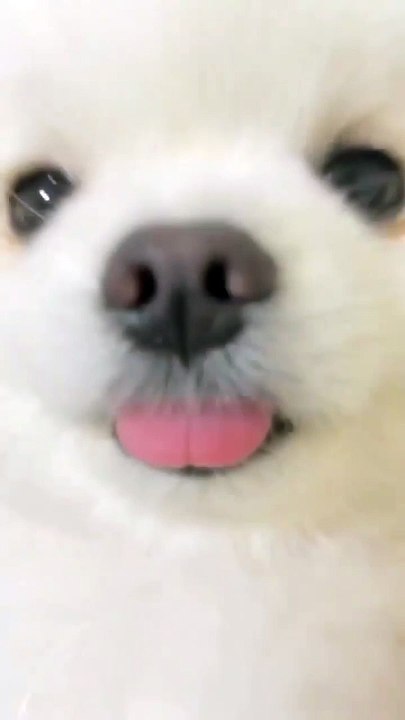 Oh my puppy is making reels