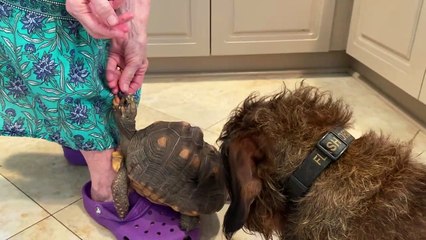 Grandma Gives Treats to Doggy and Tortoise