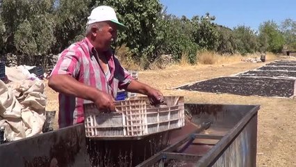 GAZİANTEP - İslahiye'de üzüm kurutma zamanı