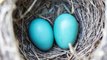 Unhatched Birds May Be Listening and Learning From Inside Their Shells