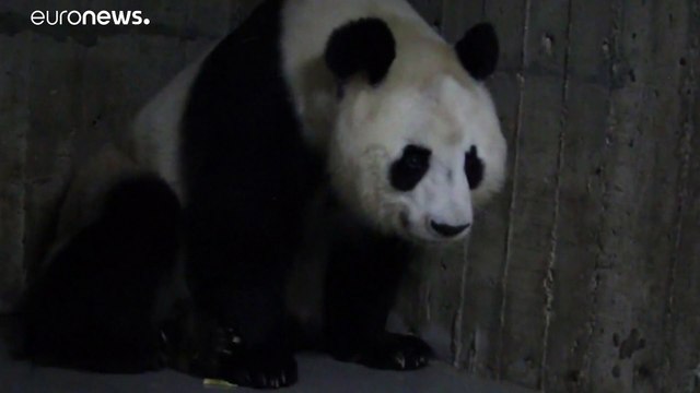 Nacen pandas gemelos en el Zoo Aquarium de Madrid