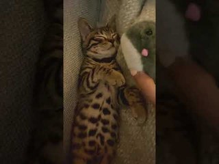 Kitty Loves Cuddling His Favorite Hamster Toy