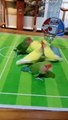 Skilful Parrots Playing Ball Games Together