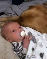 Golden Retriever Cuddles with New Baby