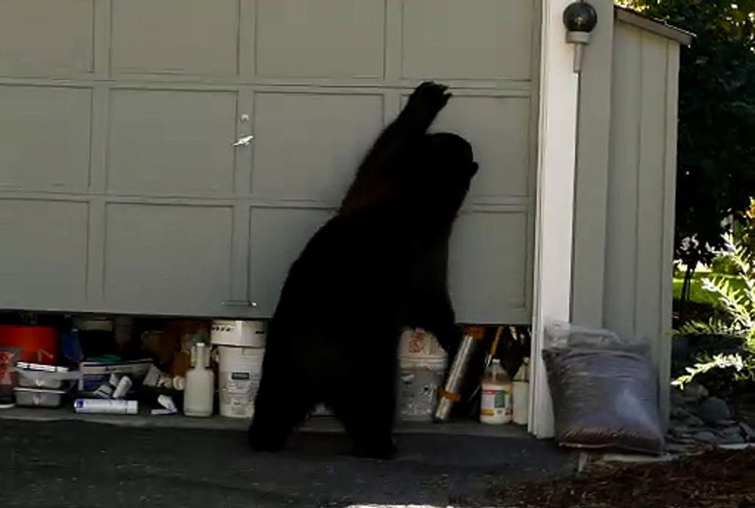 Bear Opens Garage Door