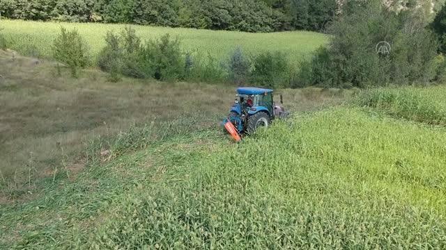 Hasadına başlanan şeker sorgumu verimi ve kalitesiyle çiftçinin yüzünü güldürdü