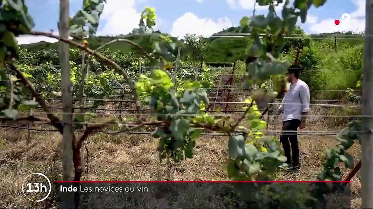 Inde : un pays à la conquête du vin