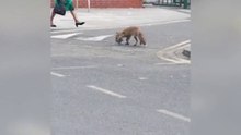 Un renard a ignoré les gens autour de lui pour sauvagement attrapé un pigeon au milieu d'une route dans l'est de Londres