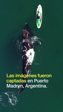 Una ballena baila con una mujer que hace paddle surf