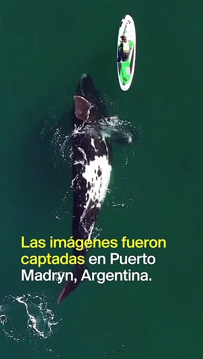 Una ballena baila con una mujer que hace paddle...