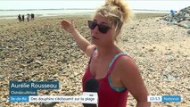 Île-de-Ré : un échouage massif de plusieurs dauphins évité in extremis