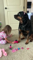Patient Rottweiler Maya Gets Pampered on Spa Day