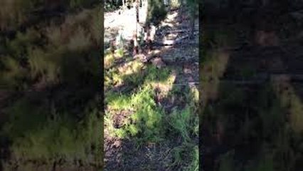 Stealthy Man Sneaks Up on Sleeping Elk