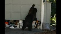 Bear Opens Garage Door