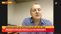 Producción de frutillas en misiones