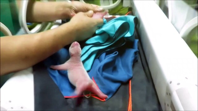 Filhotes de pandas são examinados em Madri