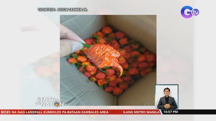 Masaganang ani ng ng mga T'Boli ng pinakamaanghang na sili sa buong mundo, ipinagdiwang sa isang fast food | SONA