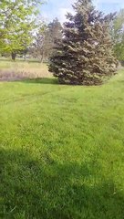 Opossum Mama Carries Litter Across Lawn