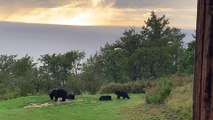 Cute Bear Cubs Wrestle in the Rain