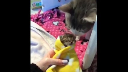 Funny animals I dare you to laugh