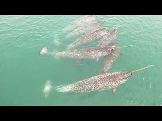 Narwhals Swimming in Arctic Ocean