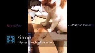Top Funny Cat Videos of The Weekly - TRY NOT TO LAUGH #1|