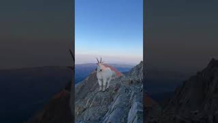 Hiker and Mountain Goats Meet on Bridger Range Summit