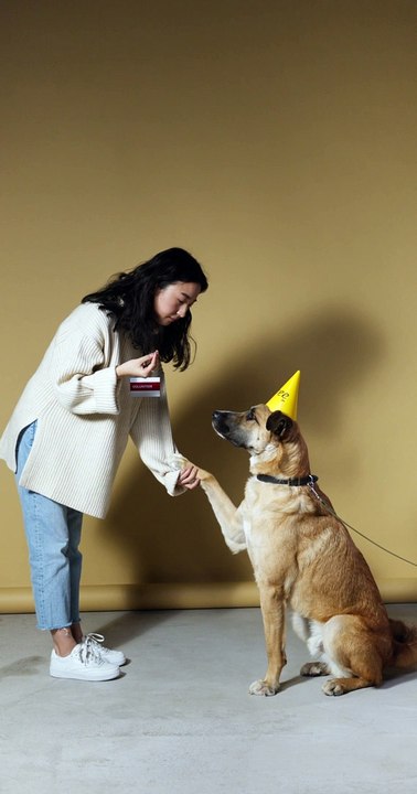 Funny Videos dog 2021