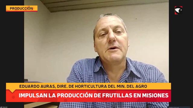 Impulsan la producción de frutillas en Misiones