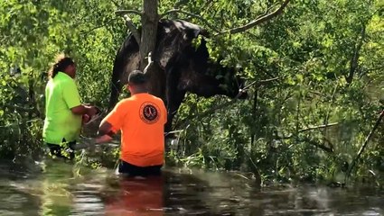 Cow that was saved from a tree during Ida reunited with family