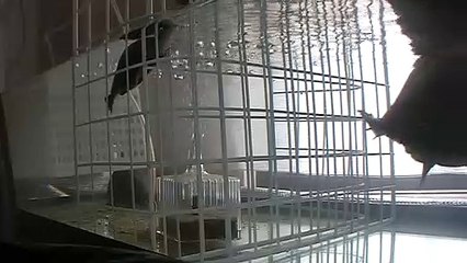 【Lamu chan】3504【ラムちゃん】