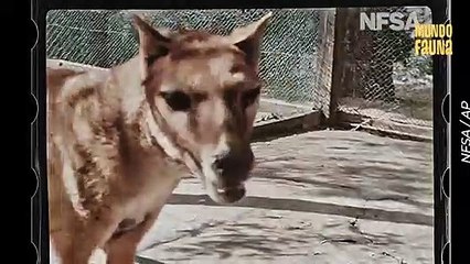 El extinto tigre de Tasmania recobra vida a través de unas increíbles imágenes a color