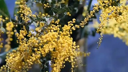 Tasmania’s spring blooms are being shown off as the state's flower show season begin.