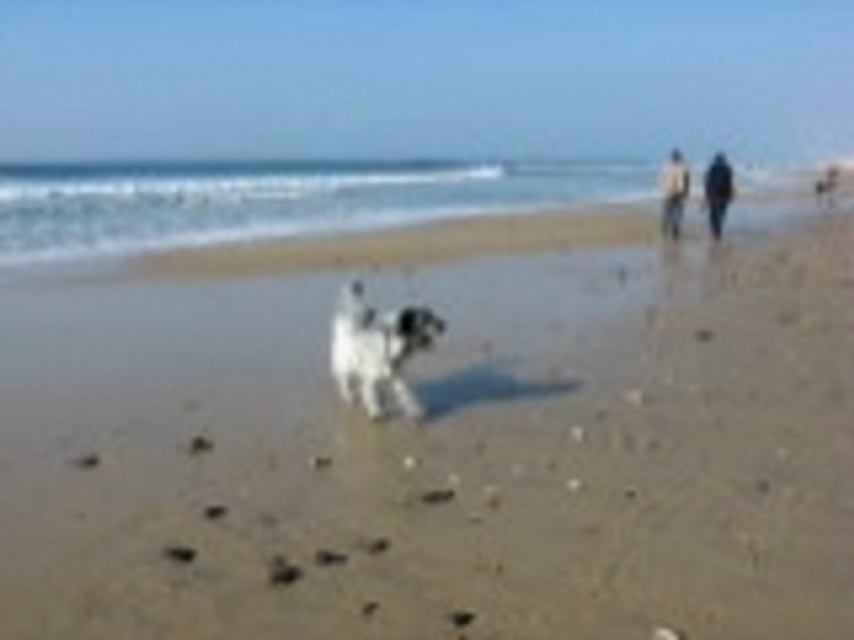 17fév08 Chien à l'Océan