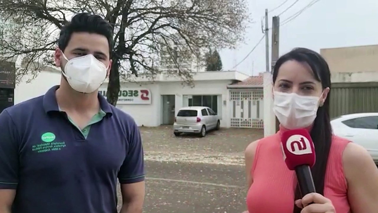 Florada dos ipês brancos chamam atenção em Arapongas