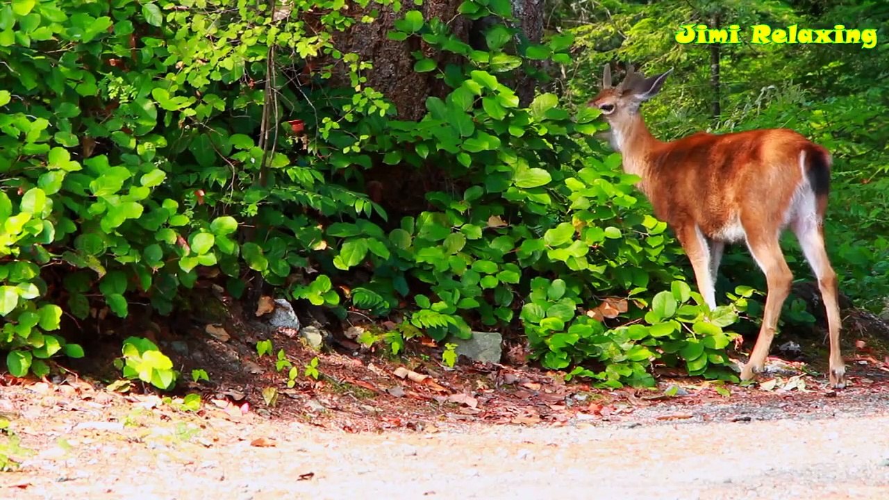 Thư Giãn Với Thế Giới Động Vật Cùng Âm Nhạc Không Lời Nhẹ Nhàng | Thư Giãn Não Bộ