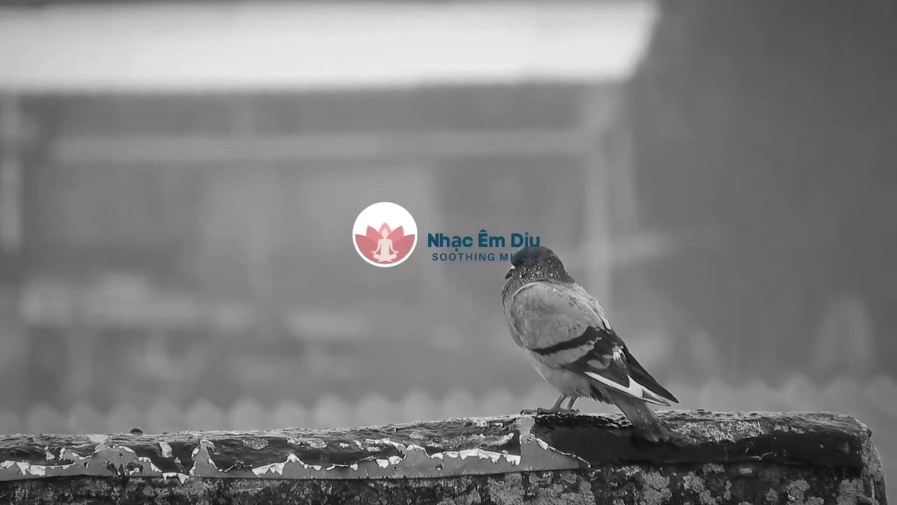 Rain music easy to sleep - Nhạc Mưa Dễ Ngủ- Relaxing music