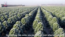 A Vegetable Can Prevent Heart Failure | Awesome Kale Cultivation Technology - Kale Farm and Harvest - Kale Processing