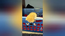 FUNNY KITTEN Videos | 99% Lose This TRY NOT TO LAUGH CHALLENGE